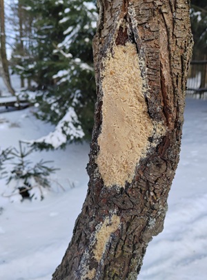 Snímek obrazovky 2026-02-19 144602